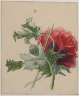 Z 081
<br/>
Papaver
<br/>
<em>Brandt, Albertus Jonas (1788-1821)</em>